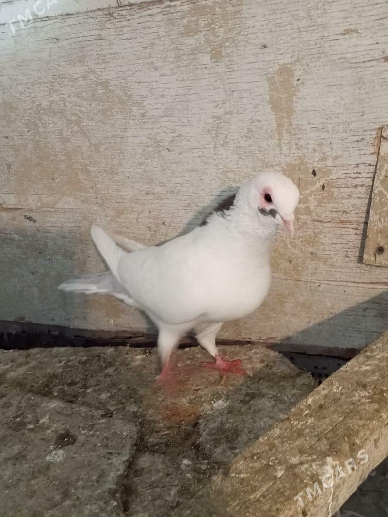 kepderi - Aşgabat - img 4