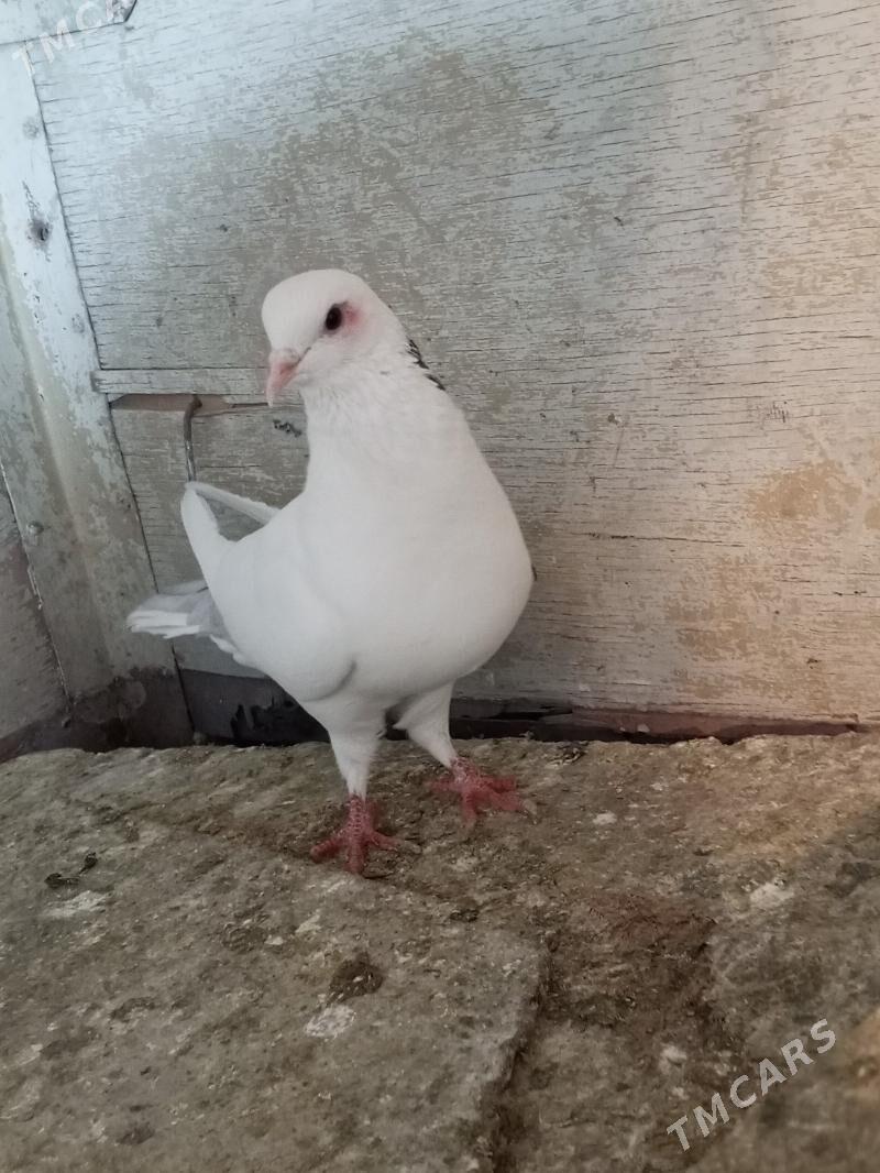 kepderi - Aşgabat - img 3