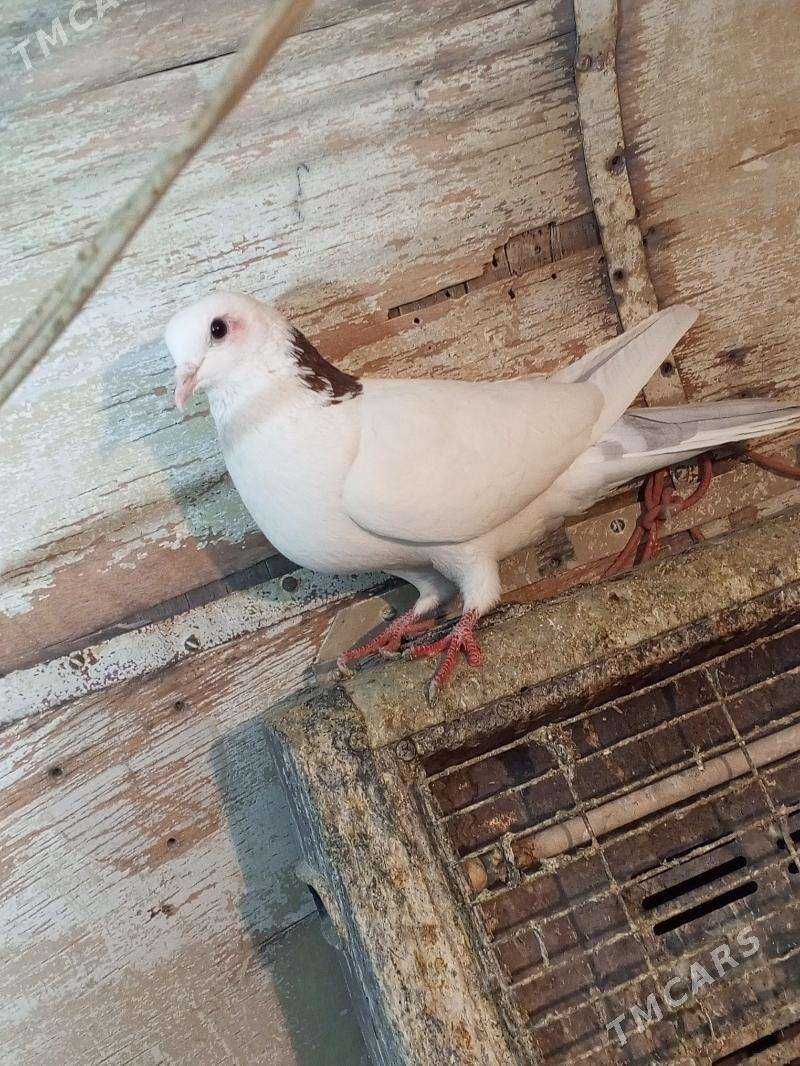 kepderi - Aşgabat - img 9