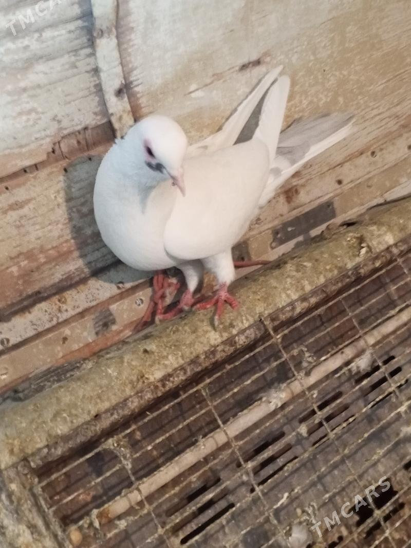 kepderi - Aşgabat - img 8