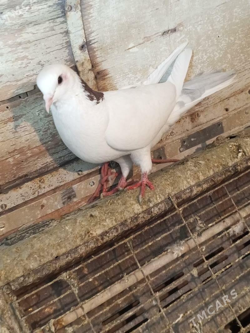 kepderi - Aşgabat - img 7