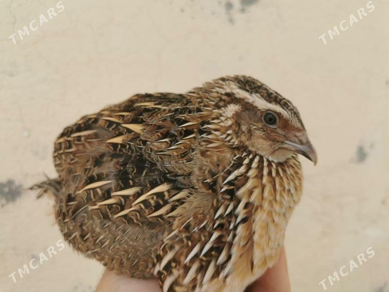 Jüýje, bedene we yumurtgasy - Çoganly - img 2