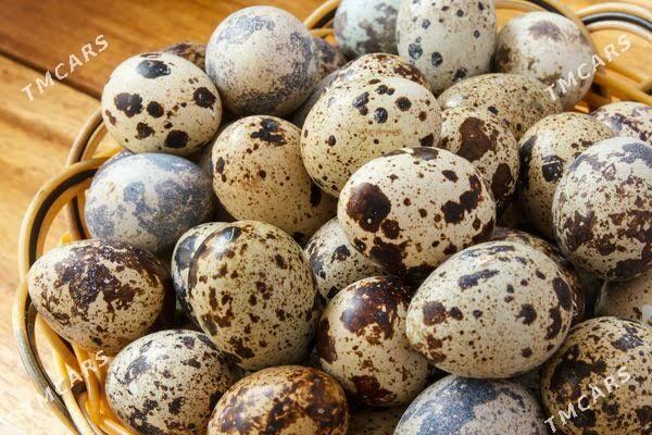 Jüýje, bedene we yumurtgasy - Çoganly - img 3