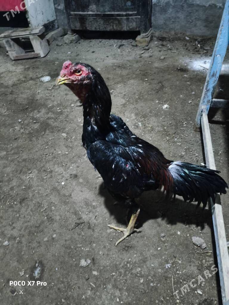 HORAZ - Туркменабат - img 2