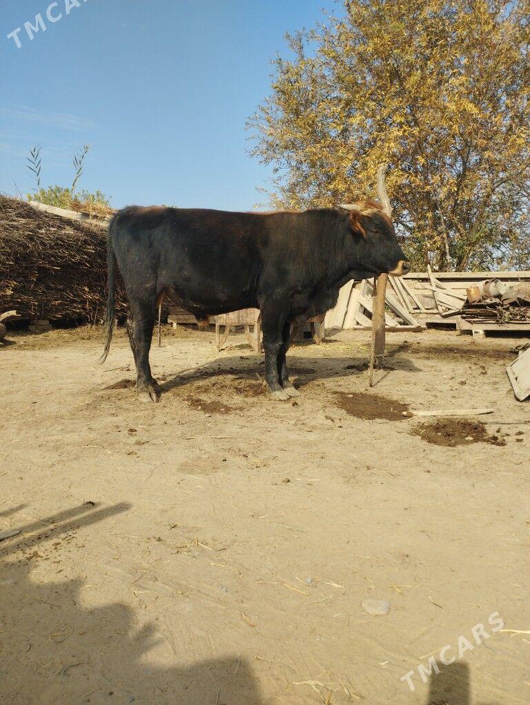 okuz - Babadaýhan - img 2