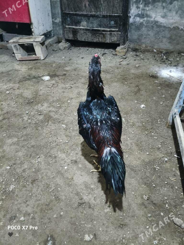 HORAZ - Туркменабат - img 3