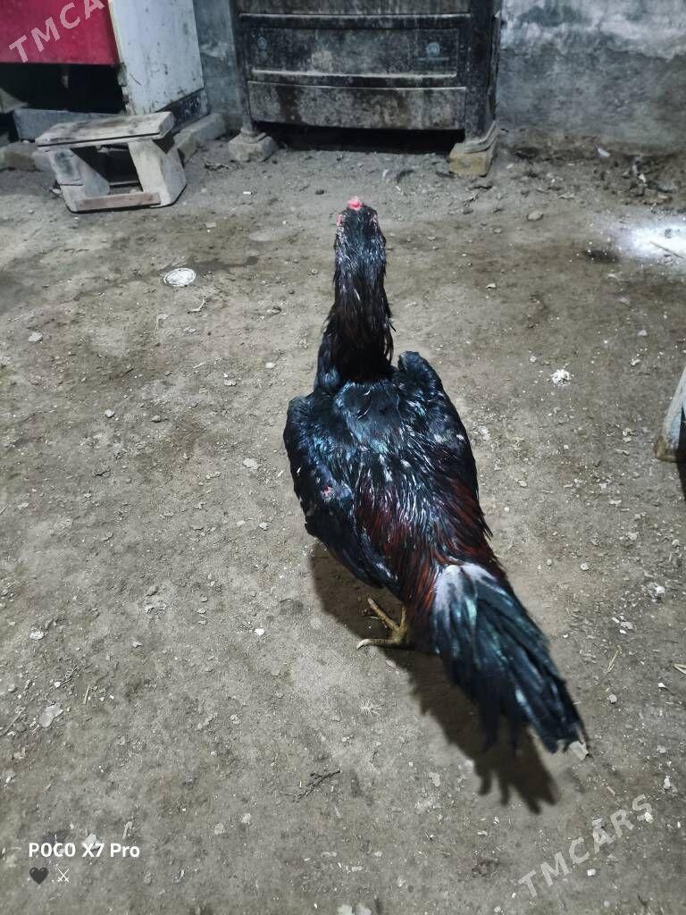 HORAZ - Туркменабат - img 1