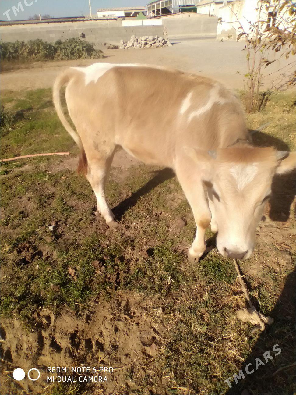 tuwe - Gökdepe - img 2