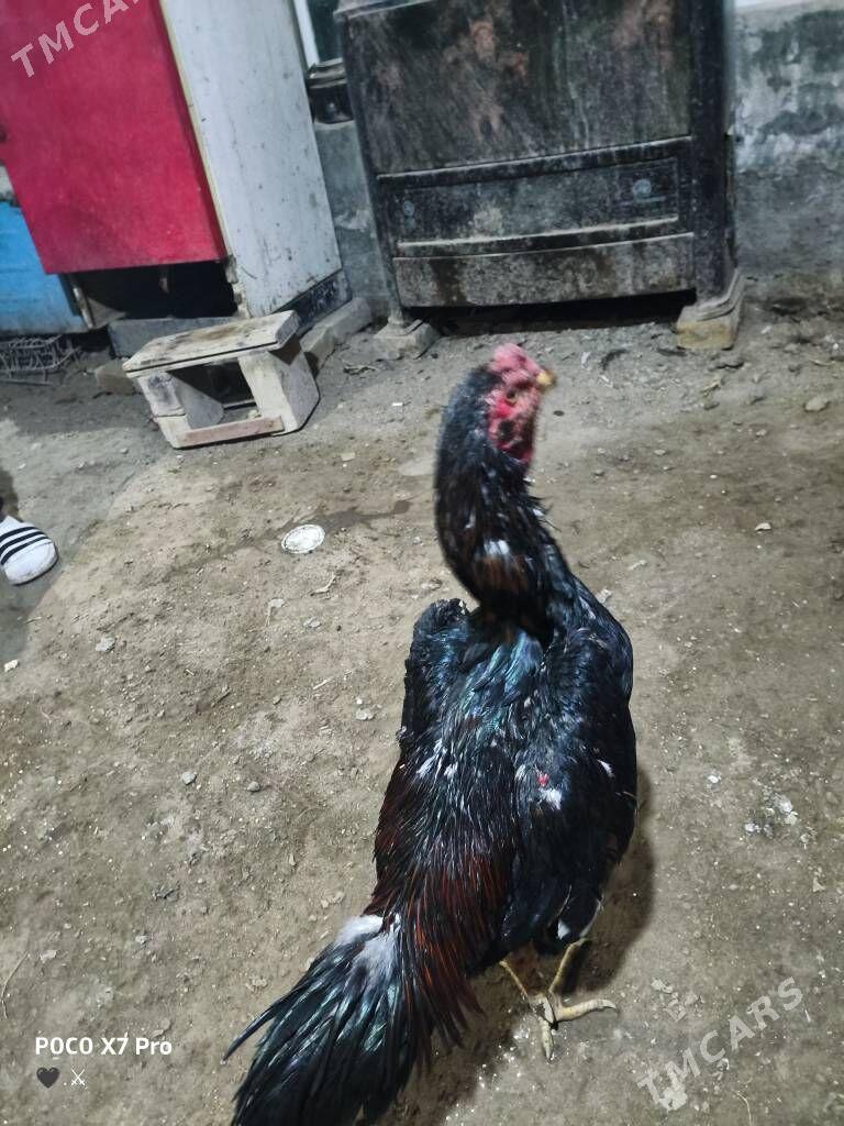 HORAZ - Туркменабат - img 5