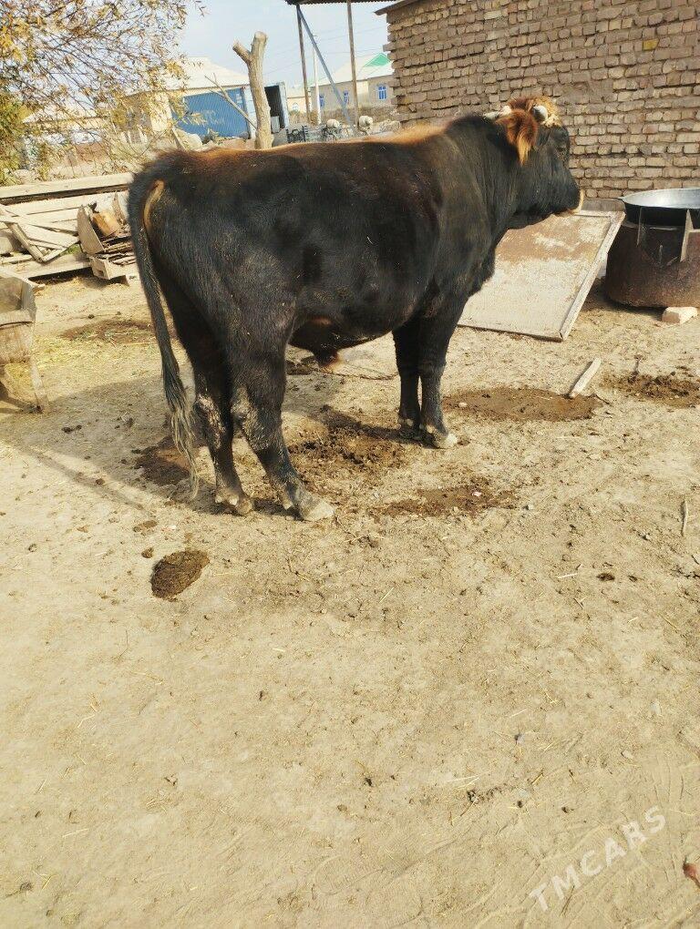 okuz - Babadaýhan - img 3