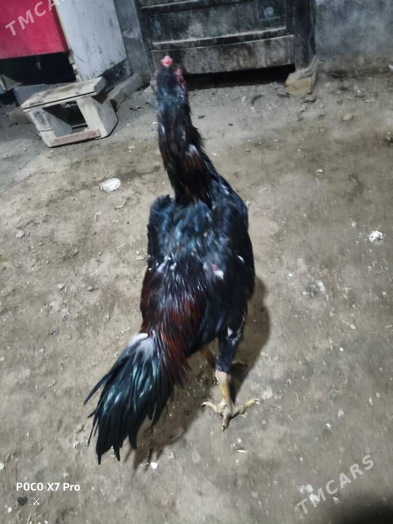 HORAZ - Туркменабат - img 4