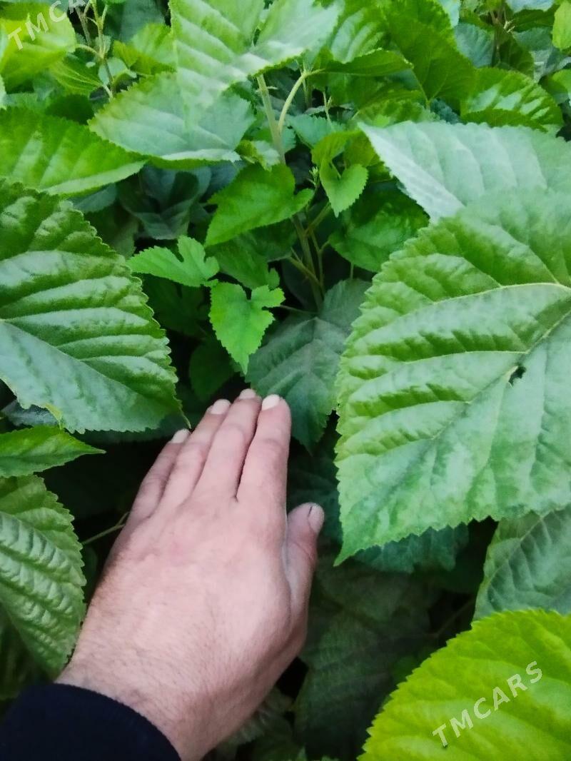 tut we makilyura nahaly - Halaç - img 2