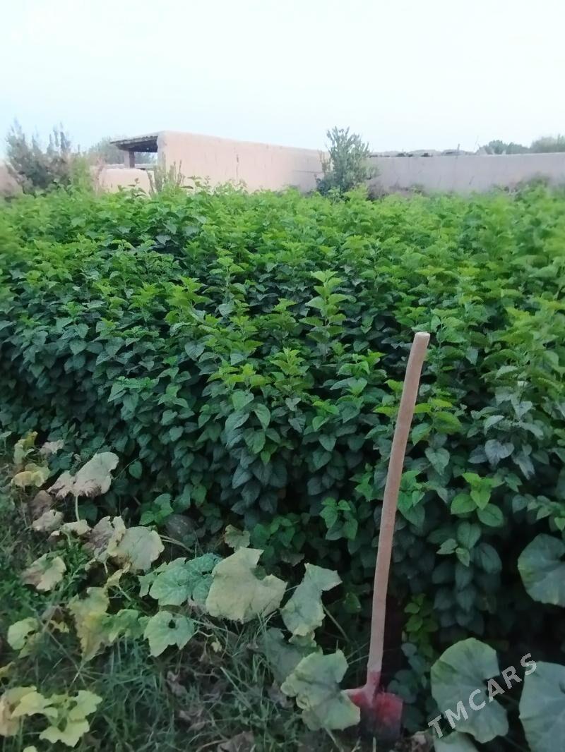 tut we makilyura nahaly - Halaç - img 3