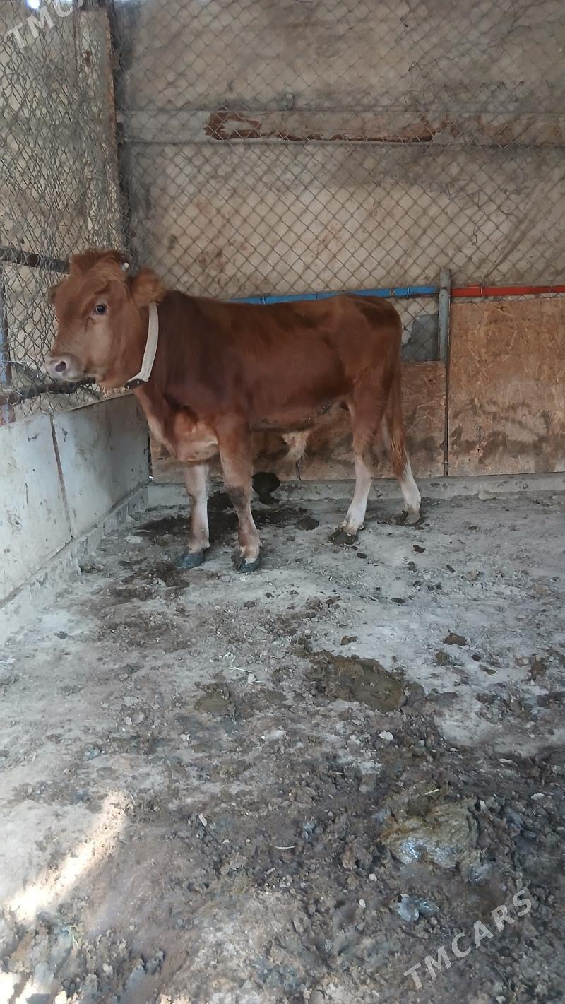 Okuz - Гёкдепе - img 3