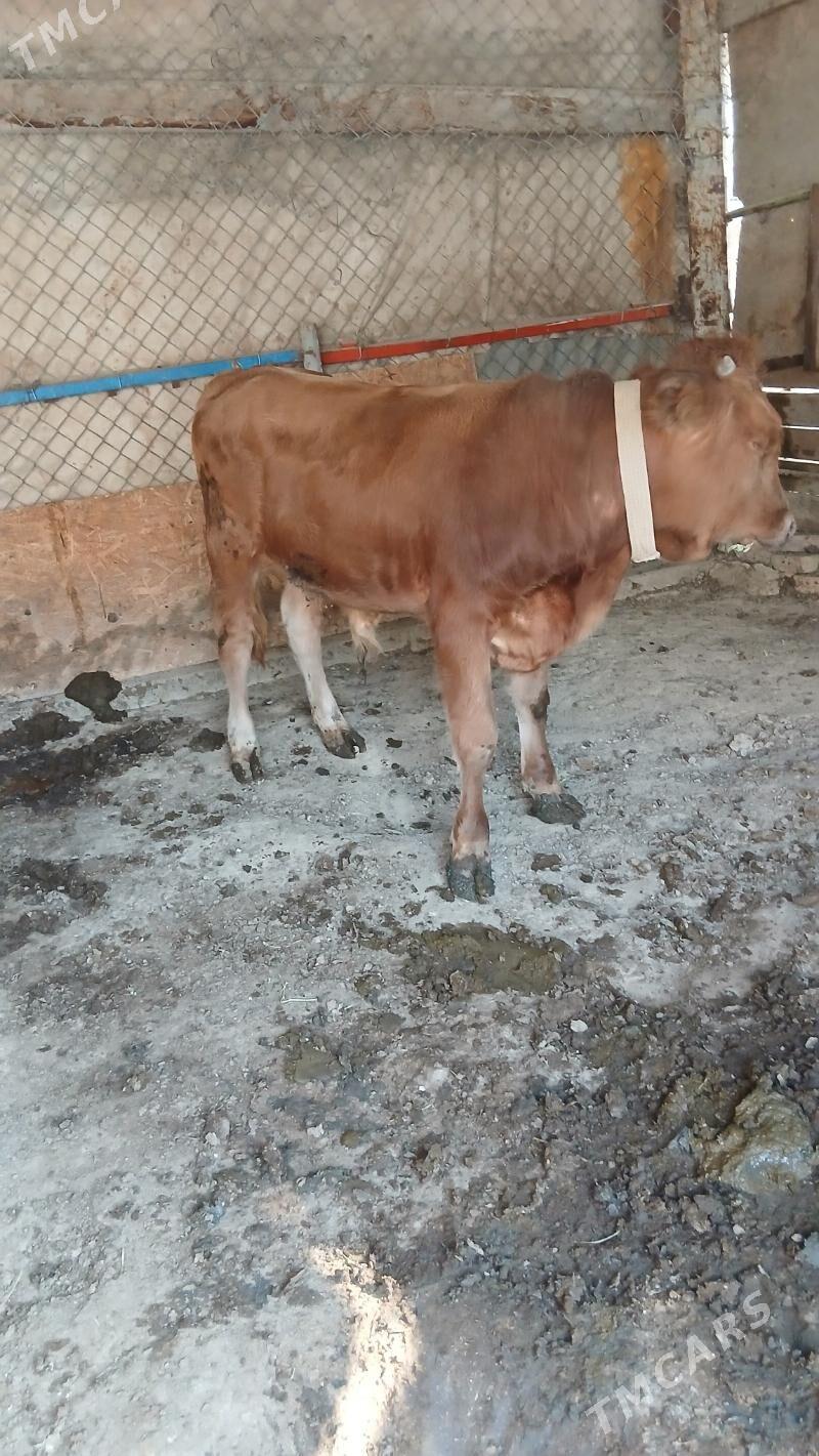 Okuz - Гёкдепе - img 4