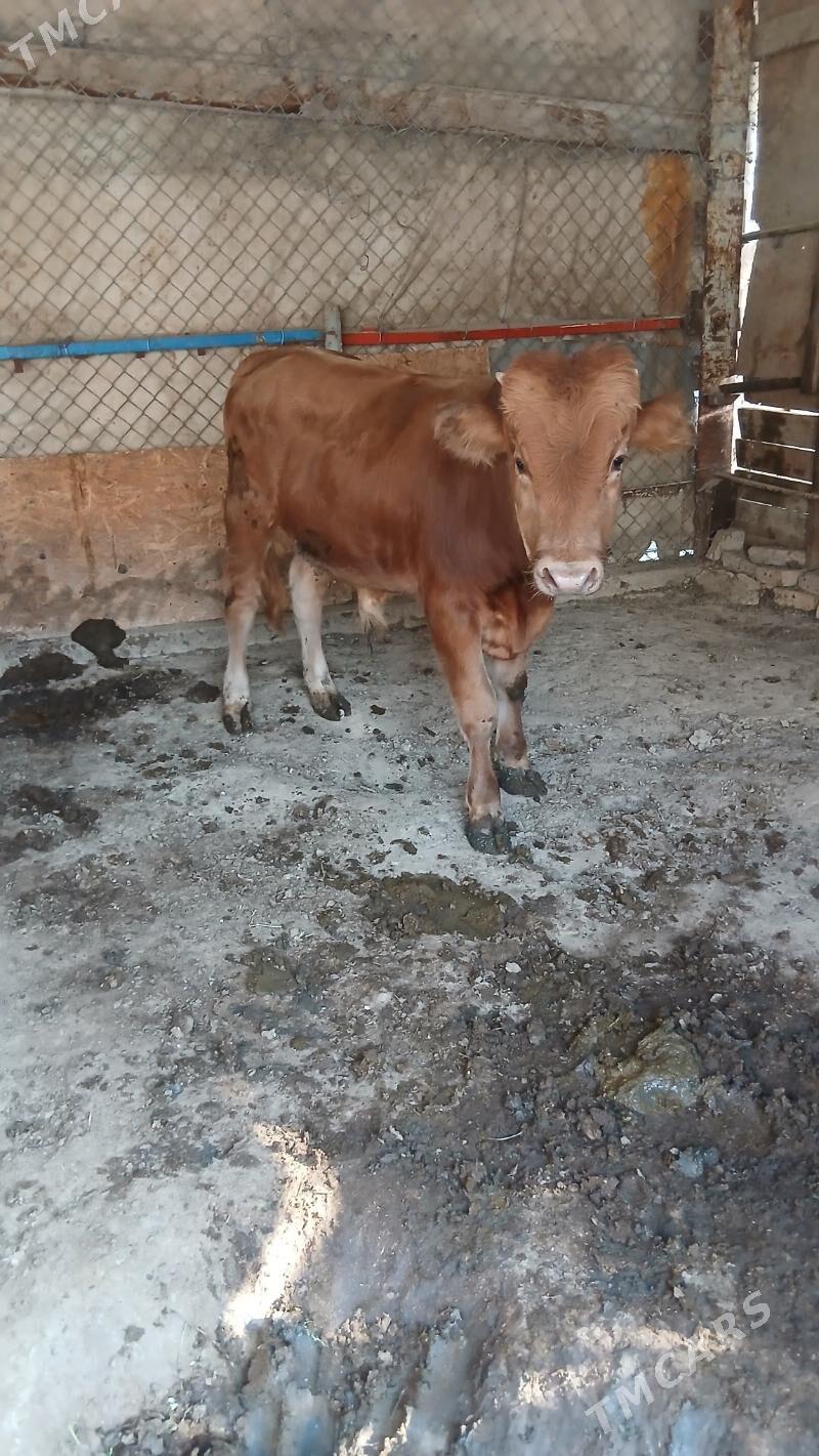 Okuz - Гёкдепе - img 2