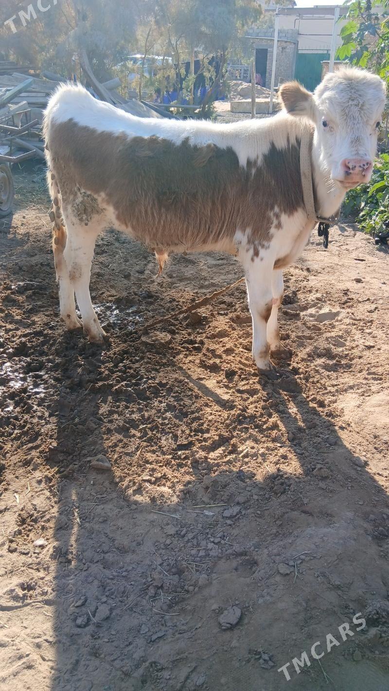 Simental Okuzce - Çoganly - img 3