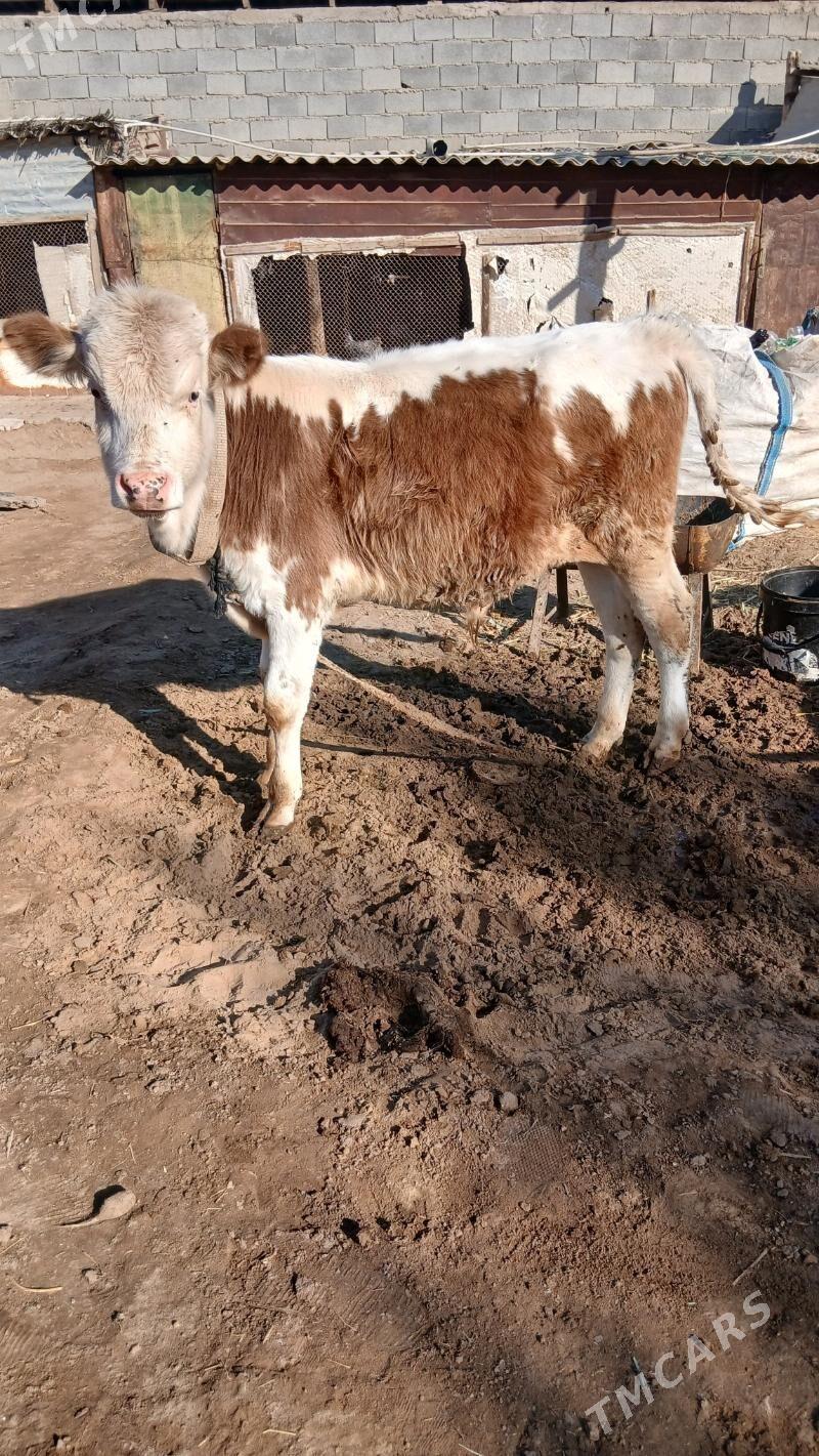 Simental Okuzce - Çoganly - img 2