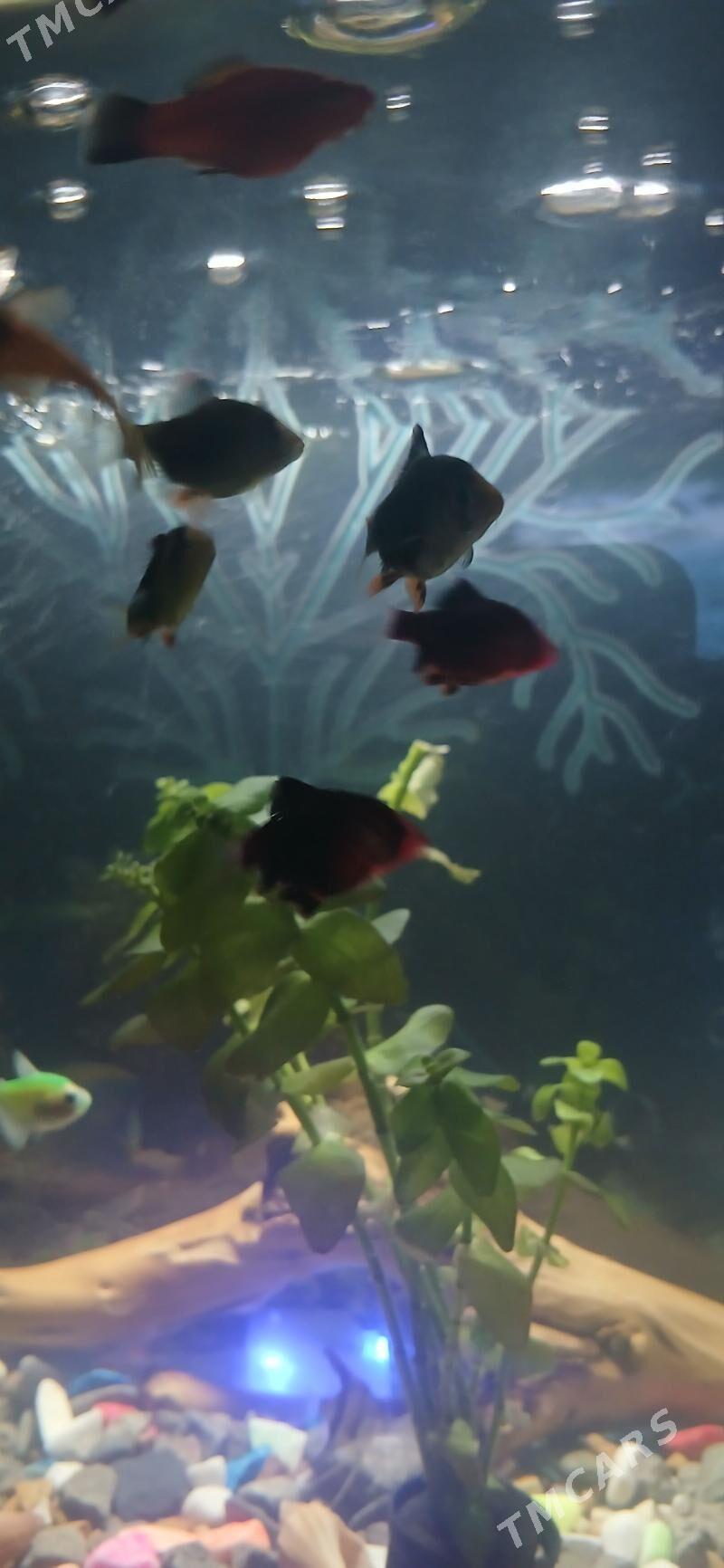 akwarium barbus balyk - Ашхабад - img 2