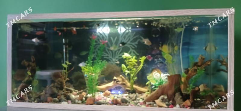 akwarium barbus balyk - Ашхабад - img 1