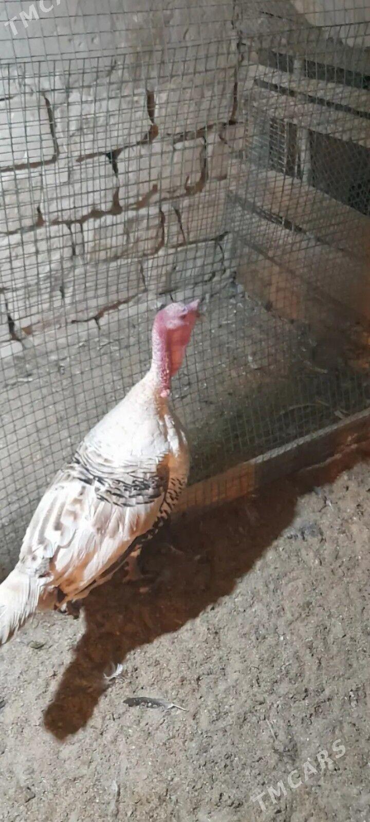 erkek indyuk - Balkanabat - img 2