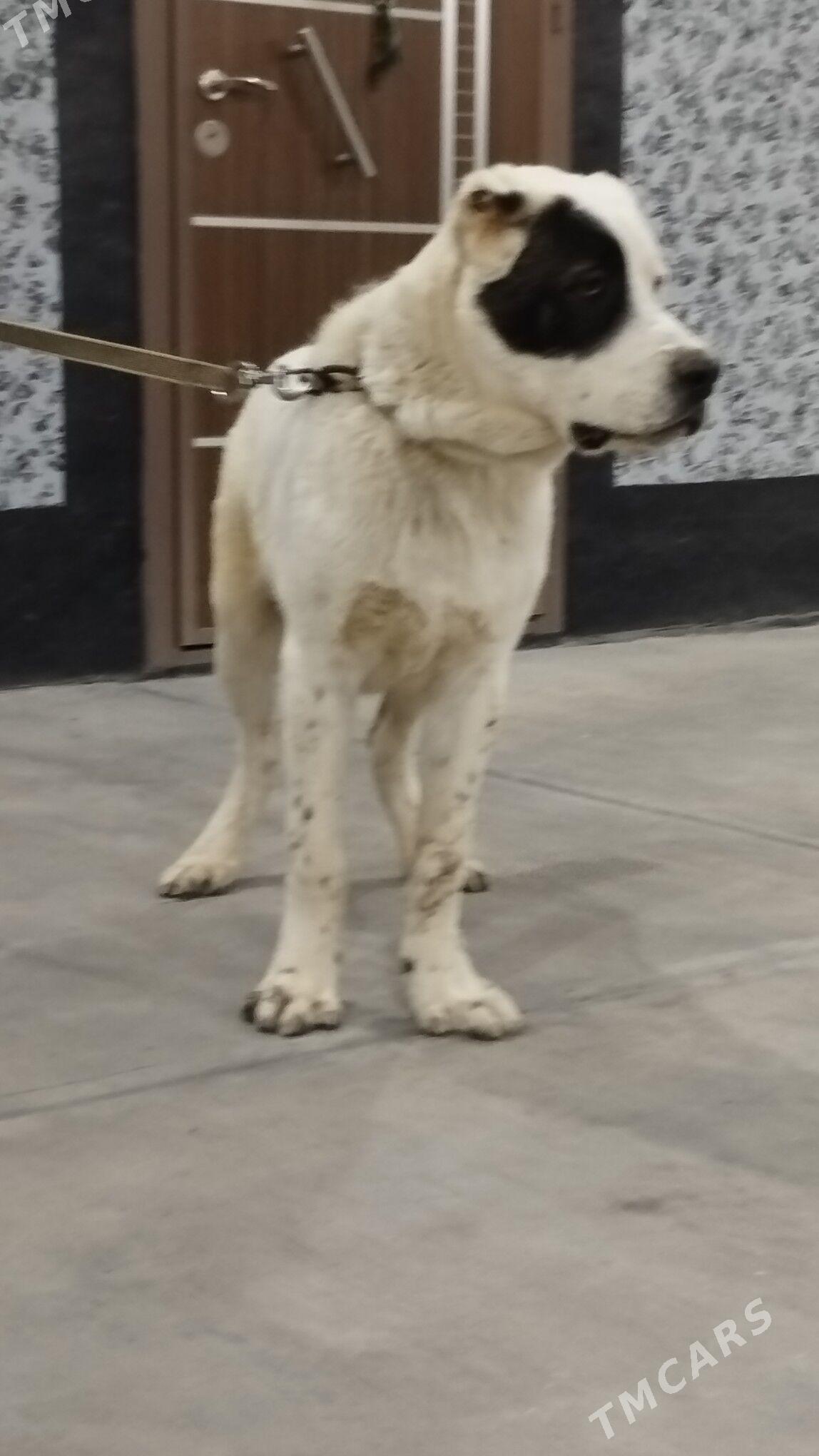 Alabaý it - Бузмеин - img 3