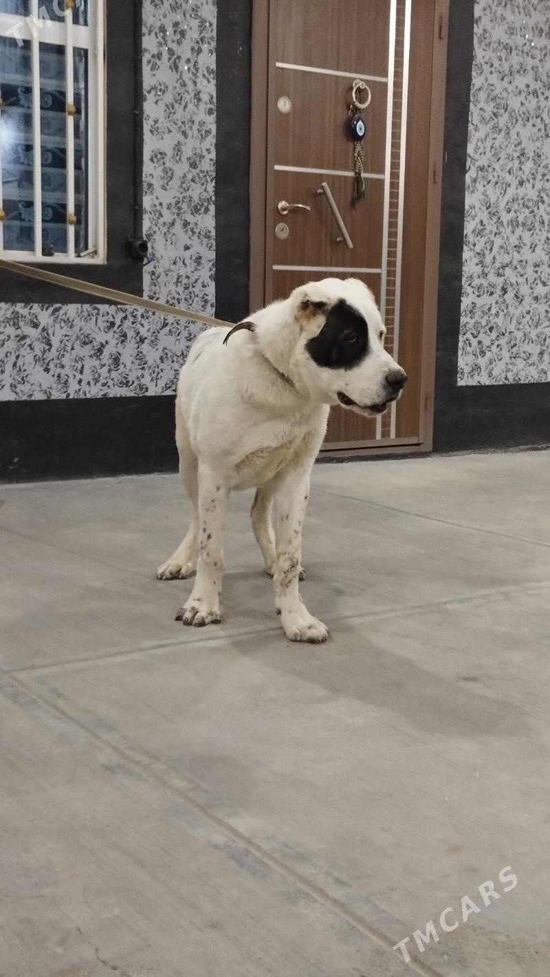 Alabaý it - Бузмеин - img 2