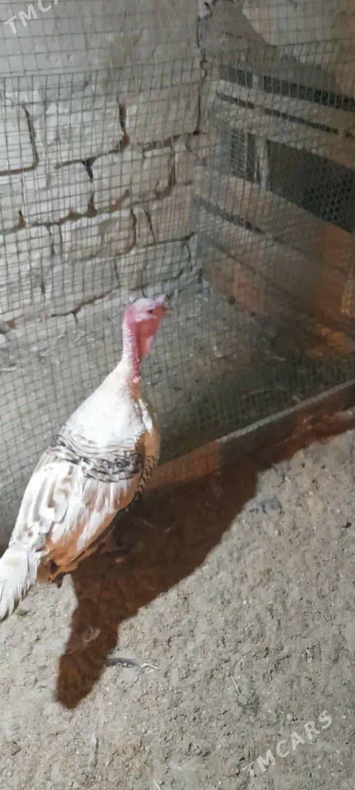 erkek indyuk - Balkanabat - img 1