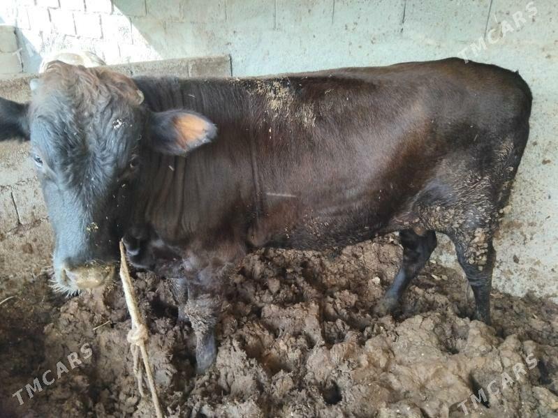 okuz 2.5 3 ýaş aralyk 2 si - Бузмеин - img 1