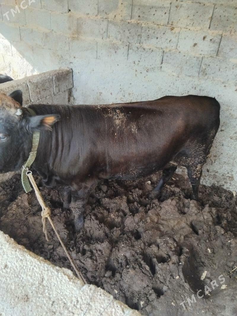 okuz 2.5 3 ýaş aralyk 2 si - Бузмеин - img 3