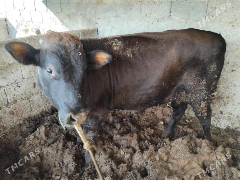 okuz 2.5 3 ýaş aralyk 2 si - Бузмеин - img 2