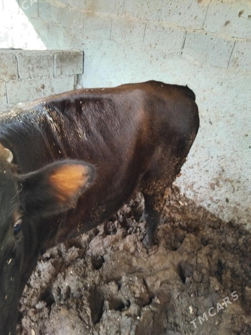 okuz 2.5 3 ýaş aralyk 2 si - Бузмеин - img 4