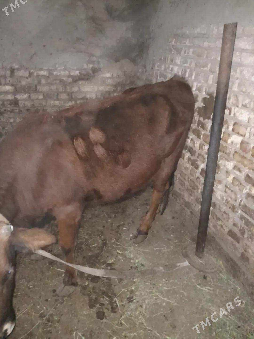 bakylan gulojun - Мары - img 4