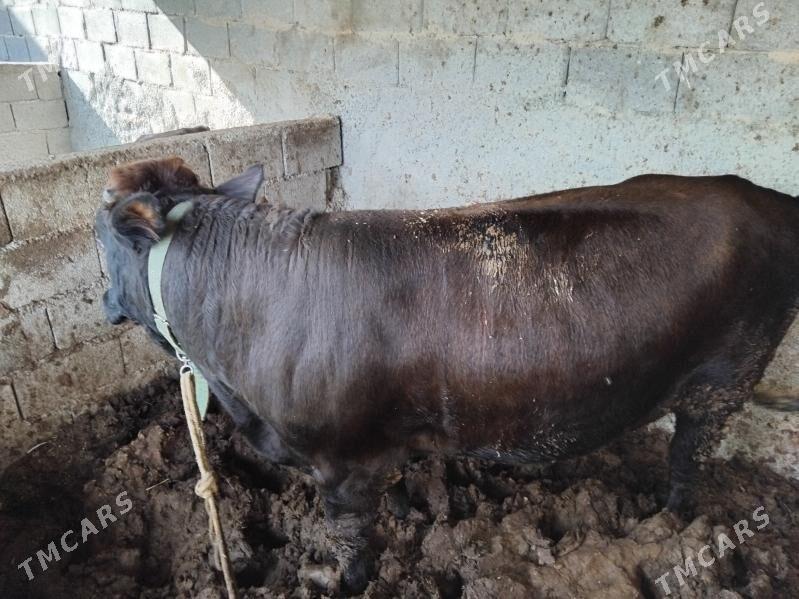 okuz 2.5 3 ýaş aralyk 2 si - Бузмеин - img 5