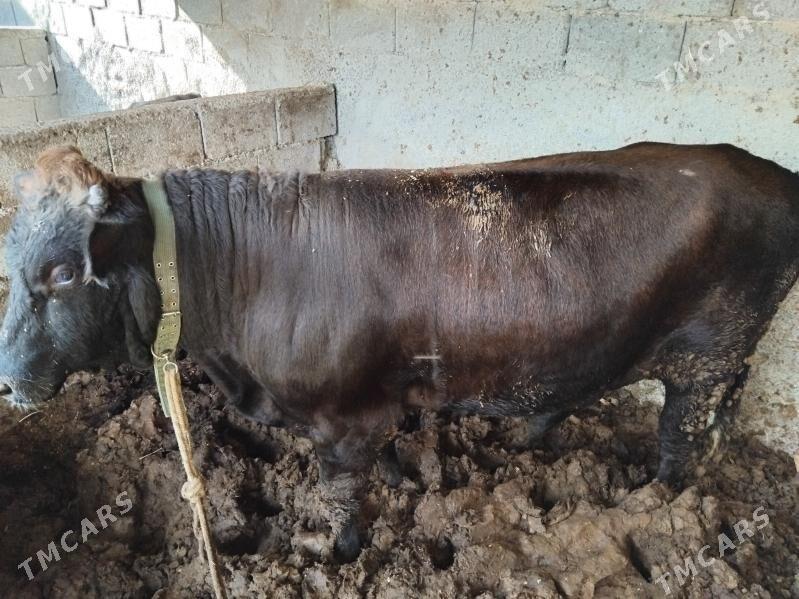 okuz 2.5 3 ýaş aralyk 2 si - Бузмеин - img 6