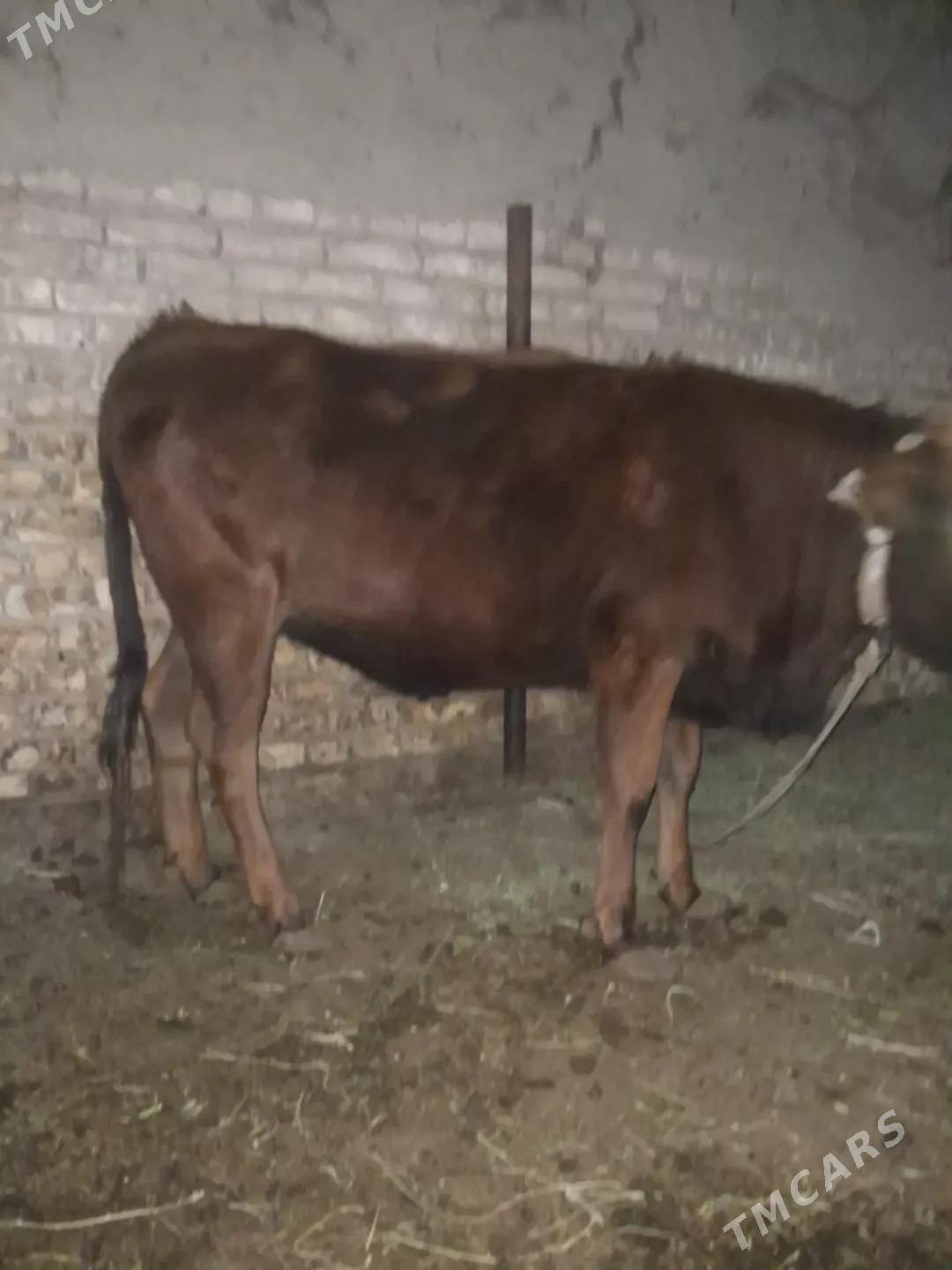 bakylan gulojun - Мары - img 3