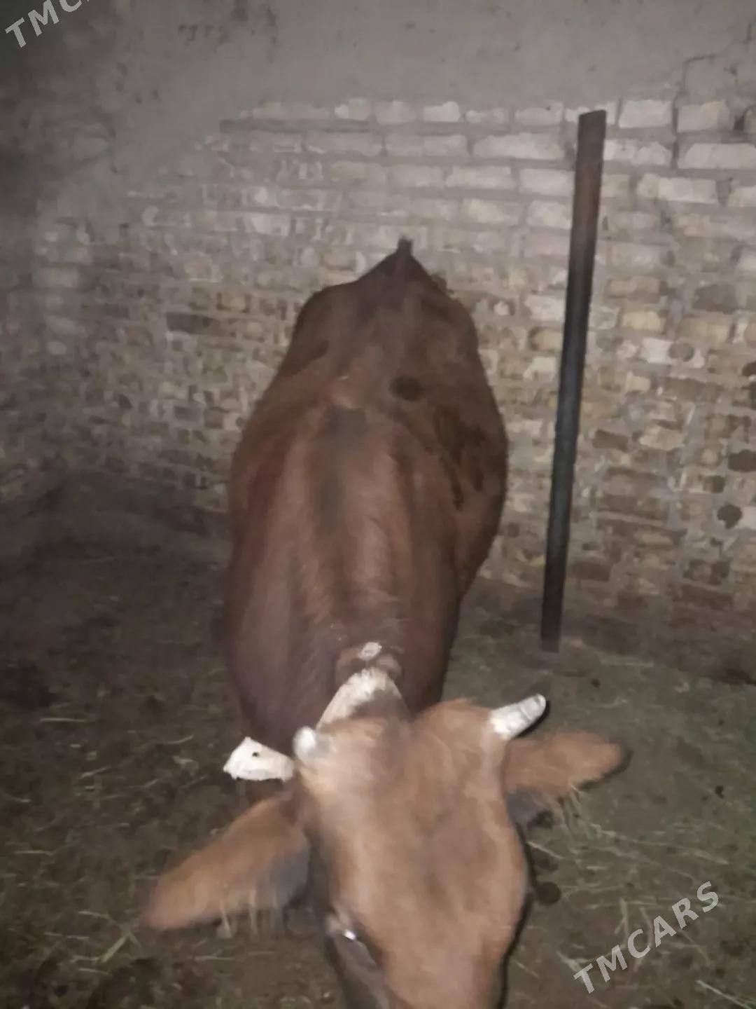 bakylan gulojun - Мары - img 2