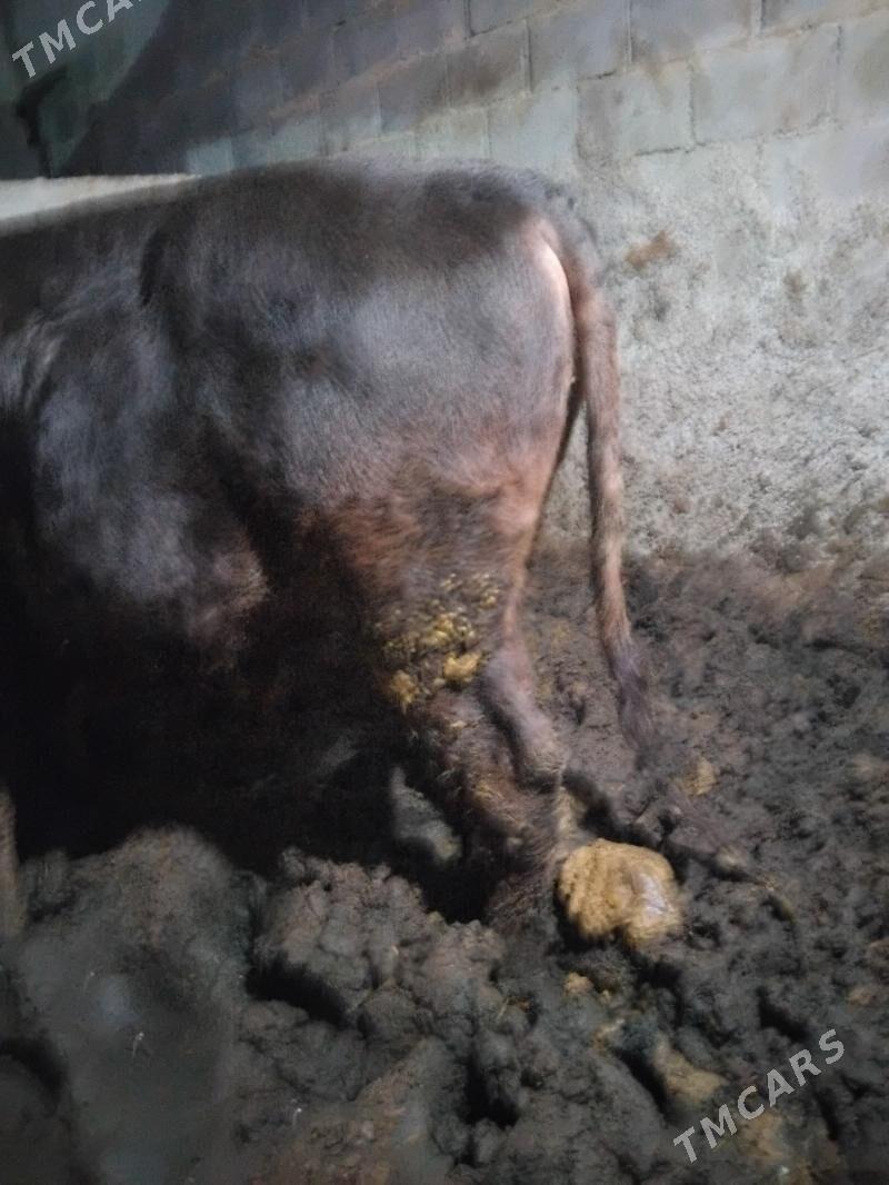 okuz 2.5 3 ýaş aralyk 2 si - Бузмеин - img 7