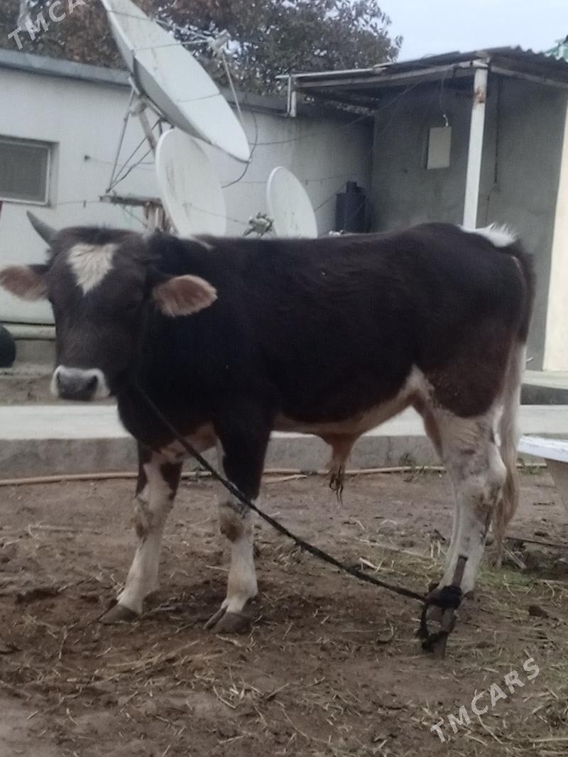 Siwes tohum öküzler - Aşgabat - img 3