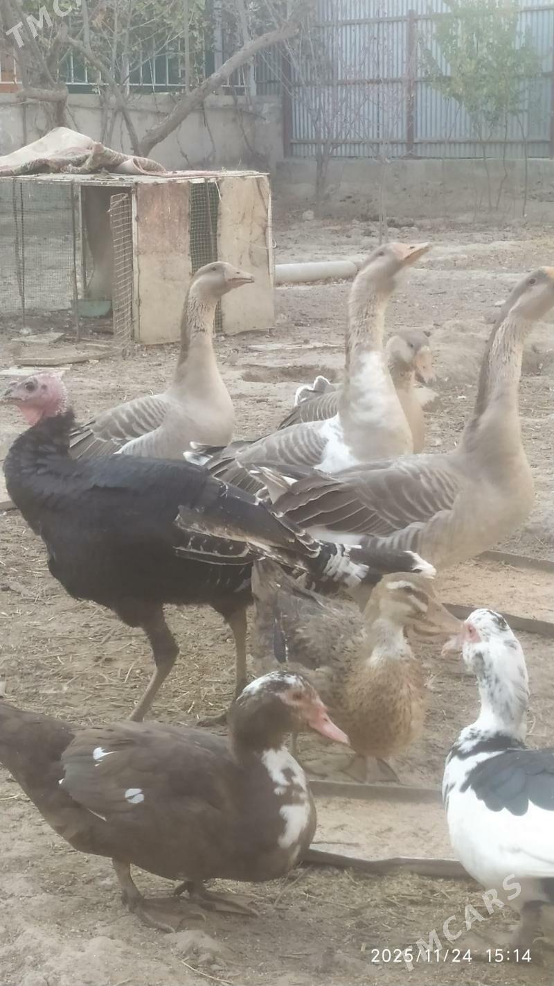 Gus saltyk - Сакарчага - img 2