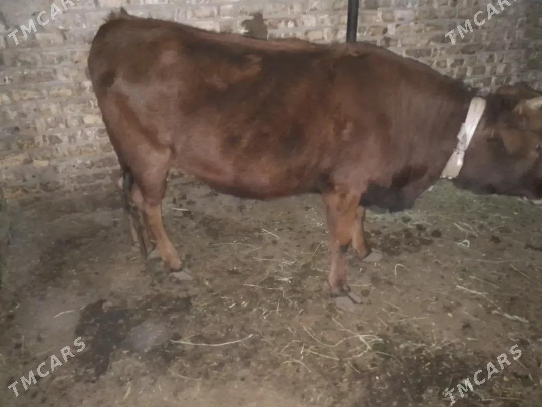 bakylan gulojun - Мары - img 1