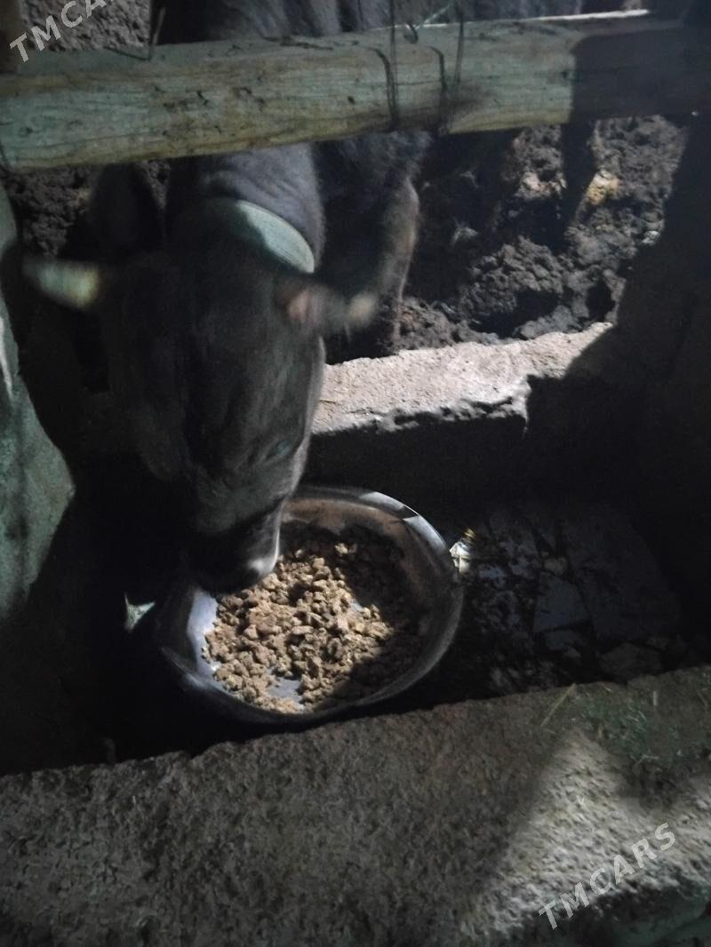 okuz 2.5 3 ýaş aralyk 2 si - Бузмеин - img 8