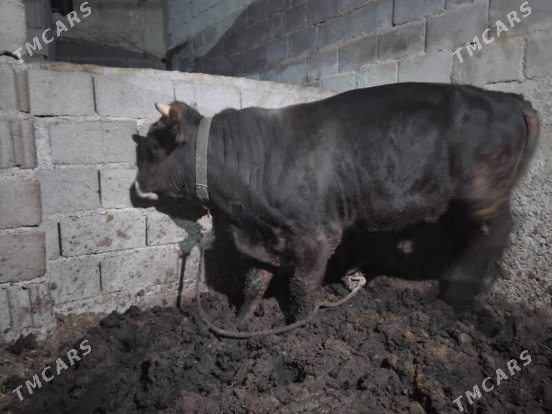 okuz 2.5 3 ýaş aralyk 2 si - Бузмеин - img 9