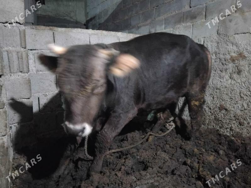 okuz 2.5 3 ýaş aralyk 2 si - Бузмеин - img 10