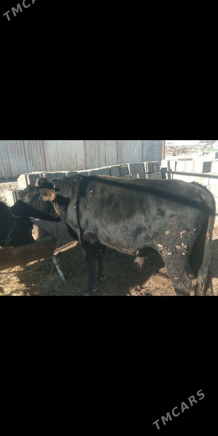 öküz - Ак-Бугдайский этрап - img 4