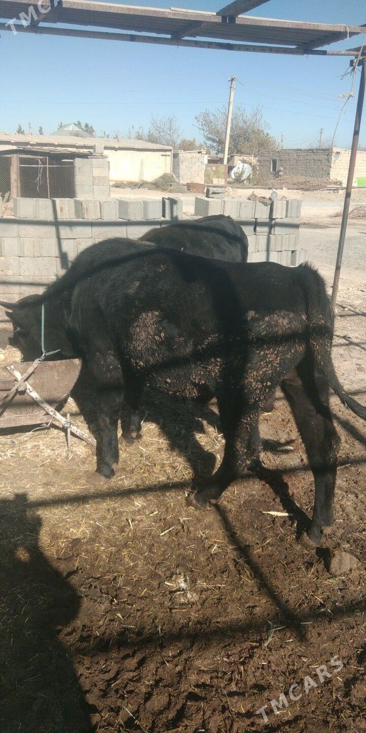 öküz - Ак-Бугдайский этрап - img 3