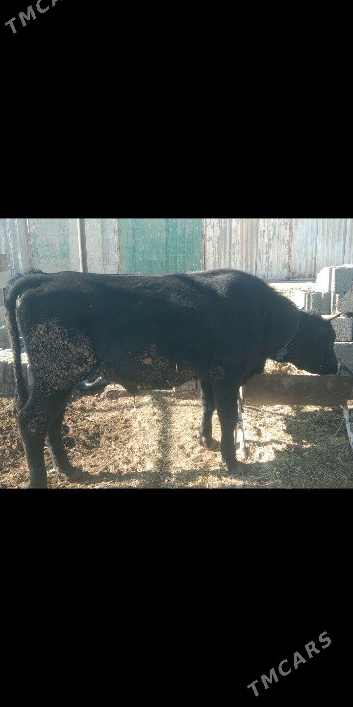 öküz - Ак-Бугдайский этрап - img 5