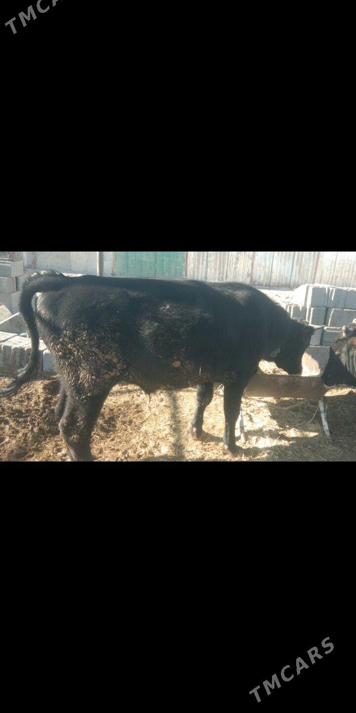 öküz - Ак-Бугдайский этрап - img 2