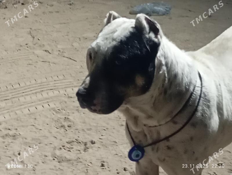 PITBUL - Дашогуз - img 2