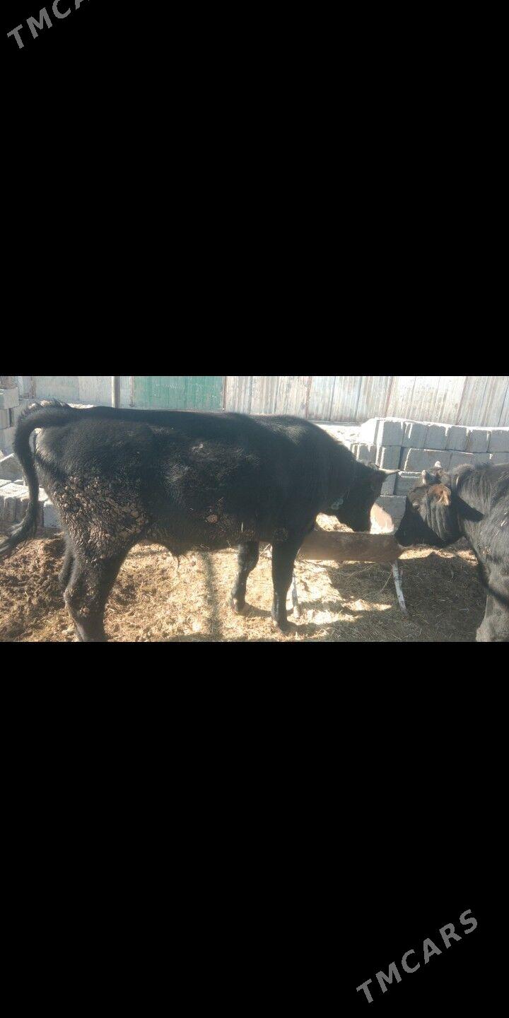 öküz - Ак-Бугдайский этрап - img 6